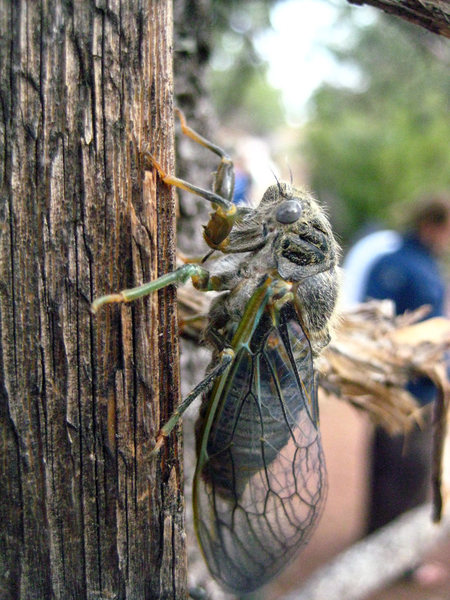 Heavy year for cicadas at Shelf Rd this year.