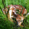 Fawn in the meadow at Wilburn Ridge in Grayson Highlands, VA