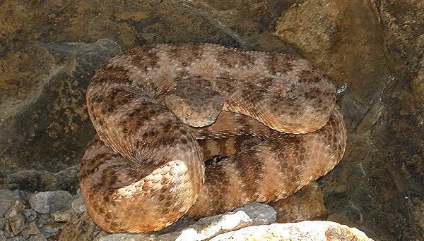 Watch out for rattlesnakes!<br>
Photo by Blitzo.