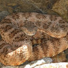 Watch out for rattlesnakes!<br>
Photo by Blitzo.