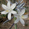 Desert Lily.<br>
Photo by Blitzo.