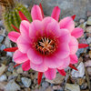 Another cactus flower.<br>
Photo by Blitzo.