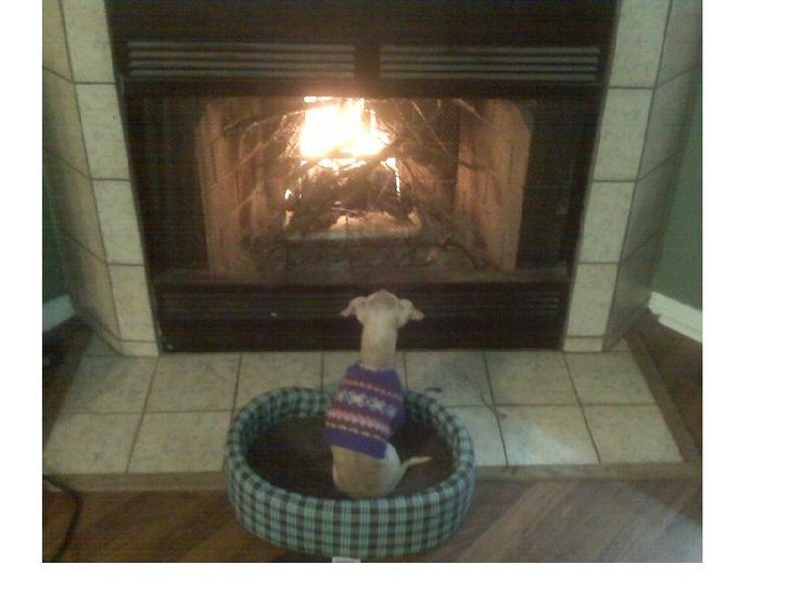 Here's Cookie last winter wishing she was sitting by the camp fire as opposed to the fireplace.  Yes, I have a dog that wears a sweater.  :-)