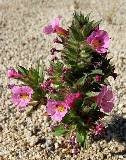 Monkeyflower.<br>
Photo by Blitzo.