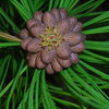 Cluster of evergreen berries....<br>
Custer State Park, June 2010.<br>
Photo - Laurie Lindquist.