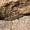 One of the locals, Joshua Tree NP