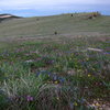 Looking over beautiful flowers from the back side of the Iris. The OK Corral is in the distance.<br>
Photo by D. Albers.