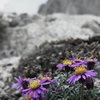 Temple Flowers