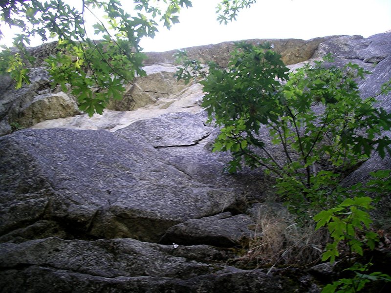 Looking up at the double roof (between the branches) on Gun Rack from the base of the climb.