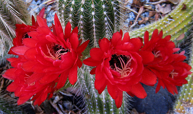 More flowers in the garden.<br>
Photo by Blitzo.