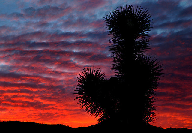 Yucca Sunset.<br>
Photo by Blitzo.