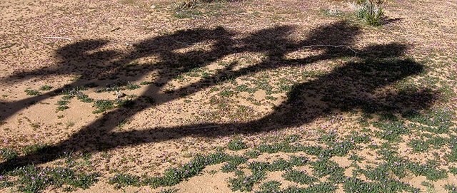 Joshua tree shadow.<br>
Photo by Blitzo.