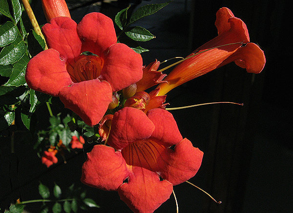 Trumpet Creeper (Campsis radicans).<br>
Photo by Blitzo.