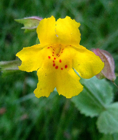 Large Mountain Monkeyflower.<br>
Photo by Blitzo.