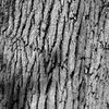 Live oak bark detail?<br>
Photo by Blitzo.