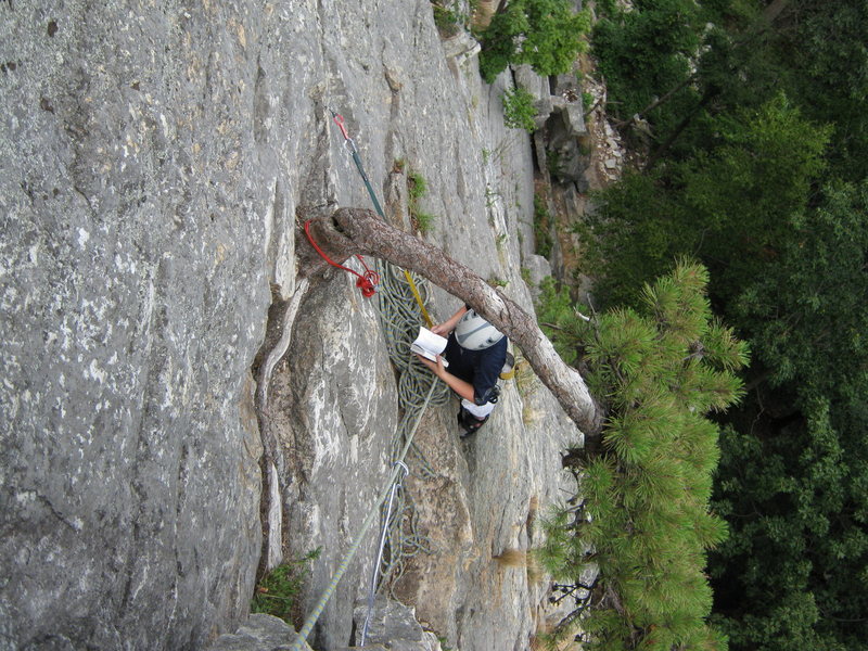 Belay I used for the top of P1. There is a horrible looking protusion to the right of this tree which people seem to trust for their raps ... I shot for the Bag's End tree when coming down from P2. This tree didn't make me feel very fuzzy and warm, but much more than the other.