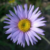 Hoary Aster.<br>
Photo by Blitzo.