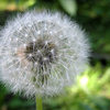 Dandelion gone to seed.<br>
Photo by Blitzo.