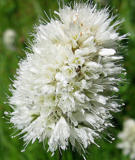 Bistort aka Ladies Thumb(Polygonum bistortoides).<br>
Photo by Blitzo.