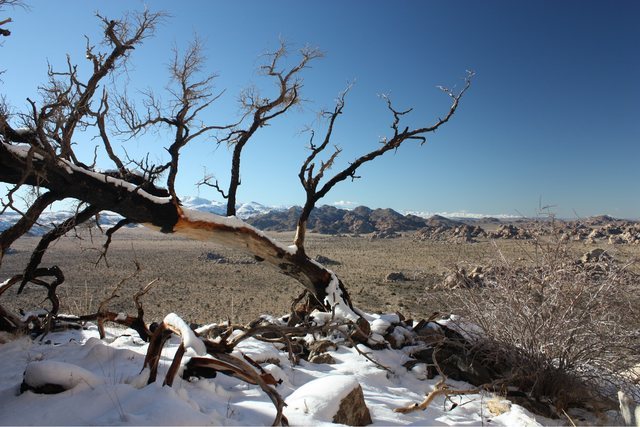 Just after a winter storm, Joshua Tree NP