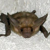 This is Vlad. He's BAT ASS! Just chillin' on a 5.12 down-climb, face first!<br>
Photo by Blitzo.