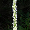 Bog Orchid-Rein Orchid (Platanthera leucostachys).<br>
Photo by Blitzo.