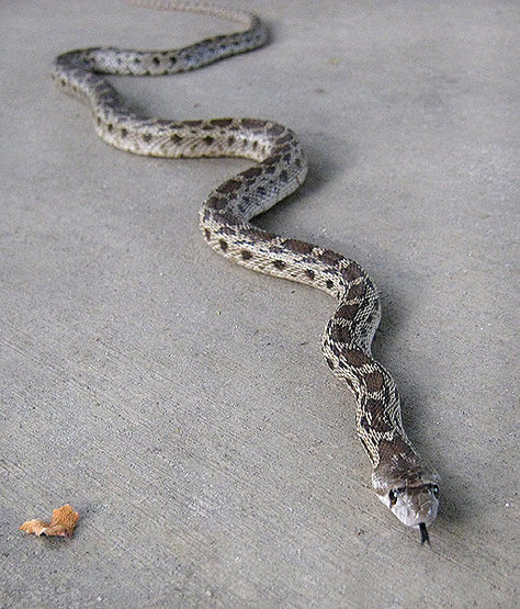 A young Gopher snake.<br>
Photo by Blitzo.