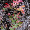 Poison oak is nice in late season color.<br>
Photo by Blitzo.