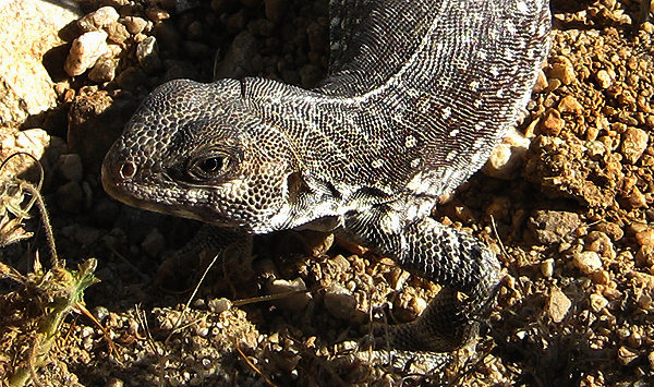 Desert Iguana.<br>
Photo by Blitzo.