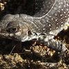 Desert Iguana.<br>
Photo by Blitzo.