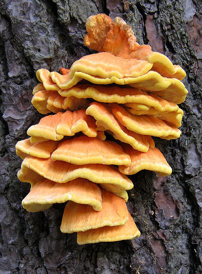 Some beautiful fungus along the trail.<br>
Photo by Blitzo.