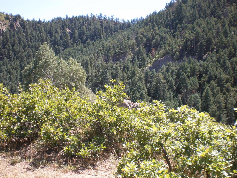 The top of Fireblack peaking out over the brush as seen from the trail.