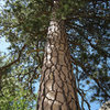 The giant pine at the base of the left side of the slab.