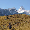 alpine pasture below Condoriri (Bolivia)