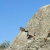 viscacha (bloated Andean rabbit) at Machu Picchu (Peru)