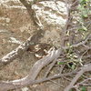 As we climbed the narrow gully towards the start of P1, I stumbled on this guy.  We couldn't (safely) get him to move (even coaxing him w/ a stick, he only made one short rattle), so we had to climb a p-minus 1 to gain the P0 belay.