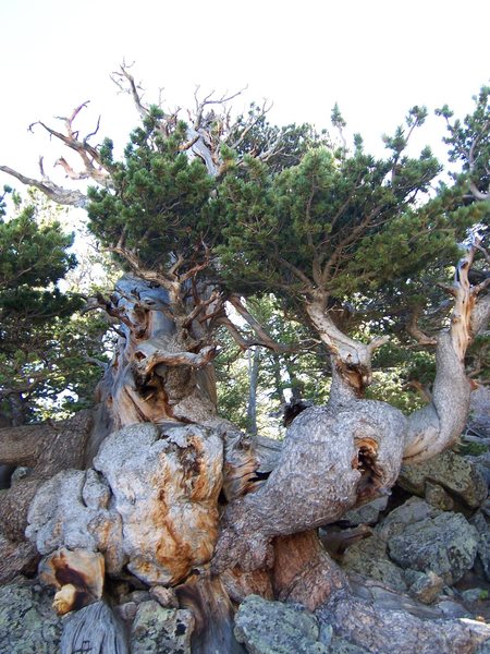 The "old man" at The Crags. This is the coolest old tree that I have run into in the Estes Area.