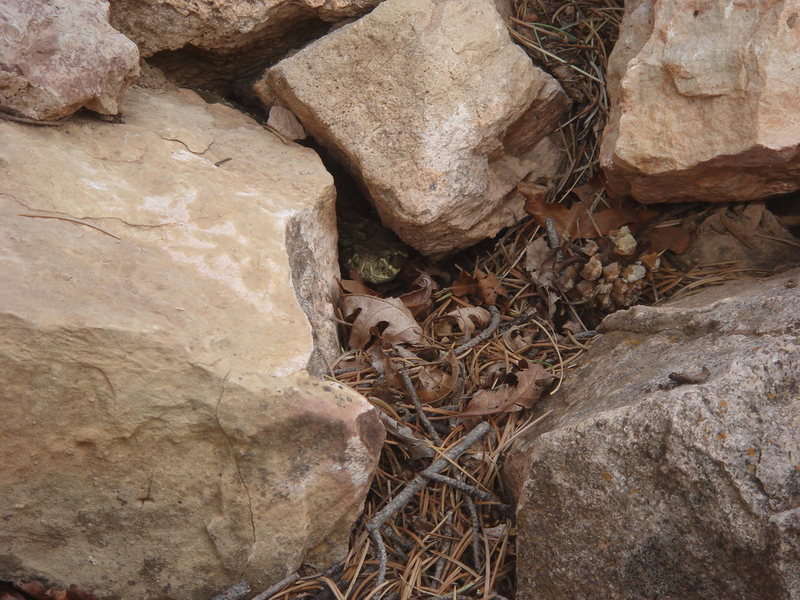 Guardian of the trail.  Sorry, don't know my rattlesnakes, but this one was green.