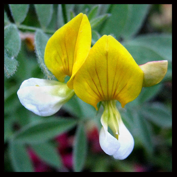 Meadow Lotus (Lotus Oblongifolius).<br>
Photo by Blitzo.