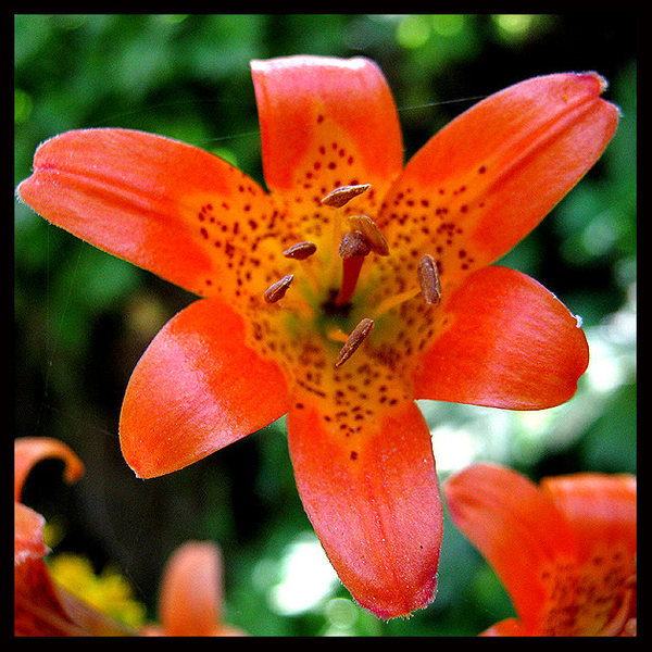 Alpine Lily (Lilium parvum}. <br>
Photo by Blitzo.