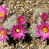 A rare nipple cactus in bloom. <br>
Photo by Blitzo.