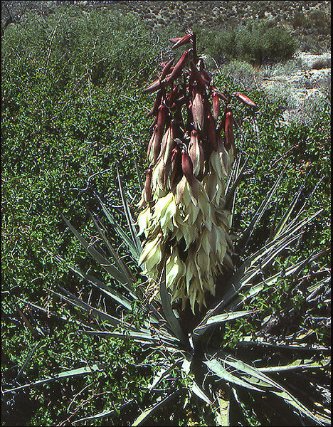 Blue Yucca.<br>
Photo by Blitzo.