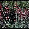 Utah Firecracker (Penstemon utahensis).<br>
Photo by Blitzo.