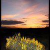 Desert Senna (Senna armata) at sunset.<br>
Photo by Blitzo.