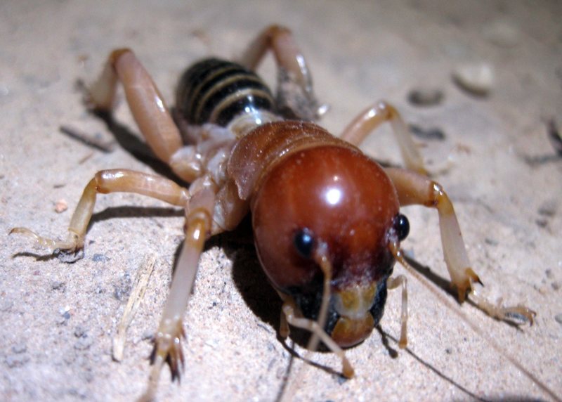 A pic of a Jerusalem Cricket that I took in Zion in late August this year. He was a big one!