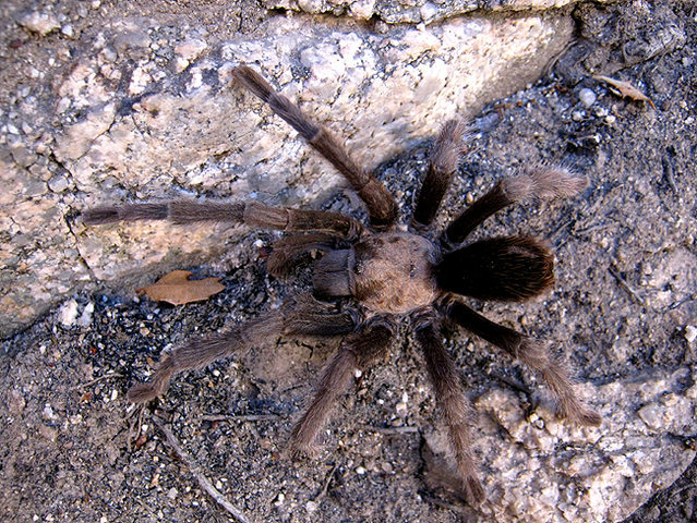 A friendly Tarantula.<br>
Photo by Blitzo.