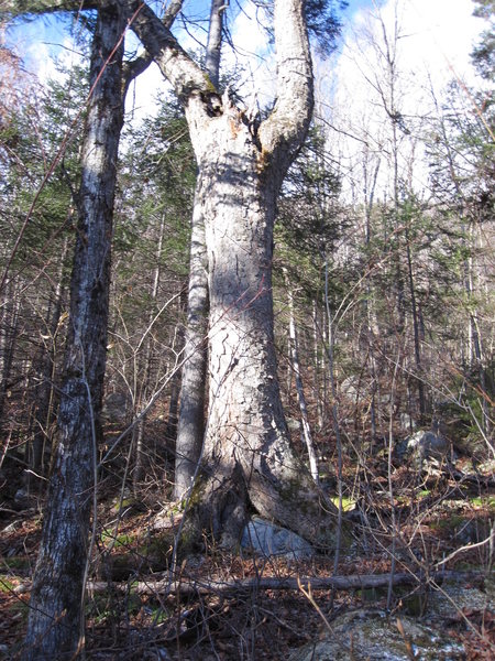 After crossing a stream uphill from the stream is this tree off the trail on the left. This is a good landmark to where you should start to go up the slope to the crags.