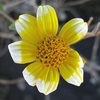 A mutant encelia flower (encelia farinosa).<br>
Photo by Blitzo.