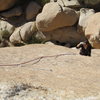 Joseffa Meir scans for some holds down low on 'Decompensator of Lhasa' (5.10d) in Steve Canyon of J-tree. Photo by Tony Bubb 11/2010.