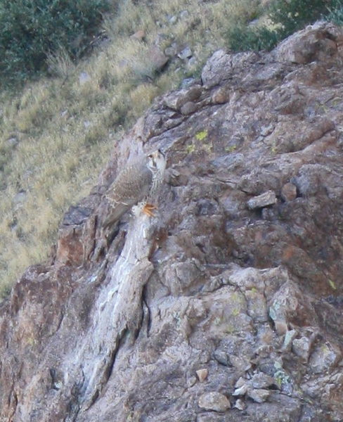 this guy flew over from the top of Hand the hand to check out the craziness of the J Dog!